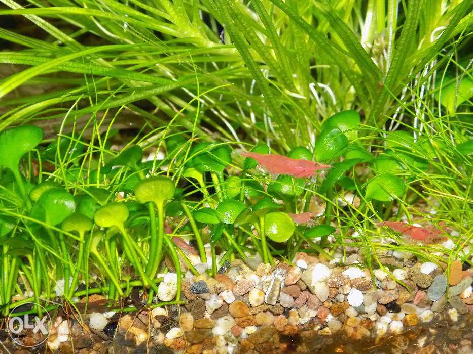 Креветка вишня (Neocaridina davidi var. red)