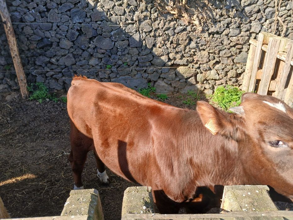 Macho cruzado de carne