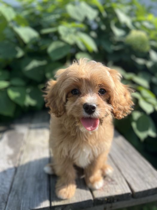 Кавапу (Cavapoo)хлопчик