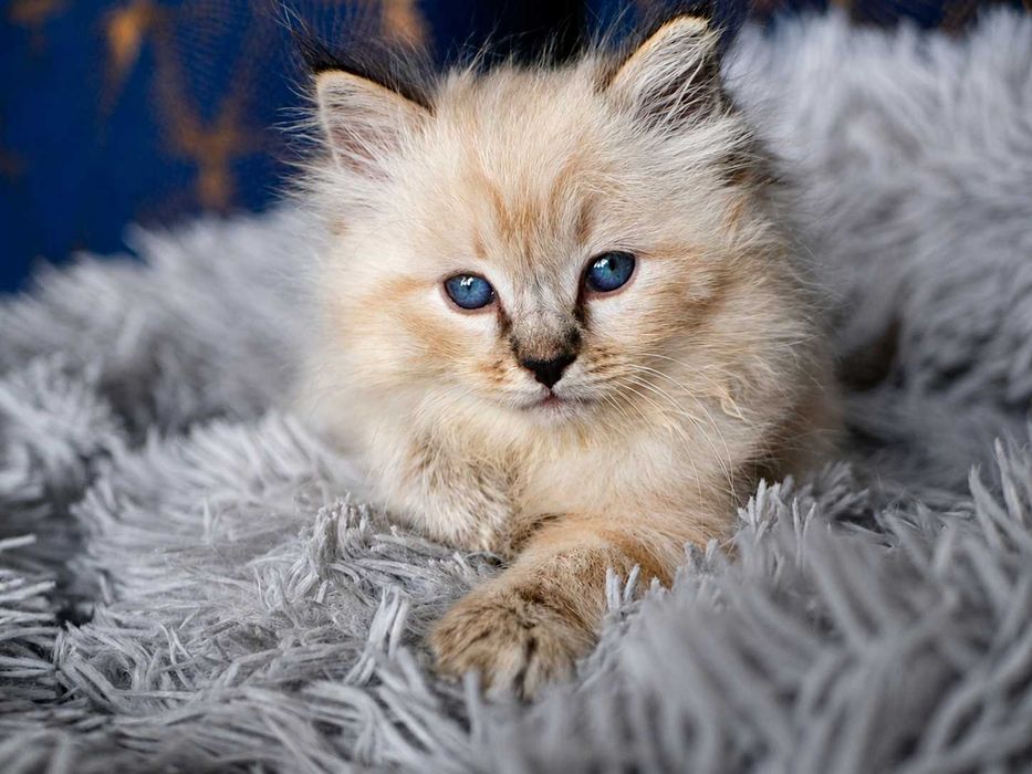 Kot Ragdoll kocur (obserwacja hodowlana) po Championie FPL, FIFE