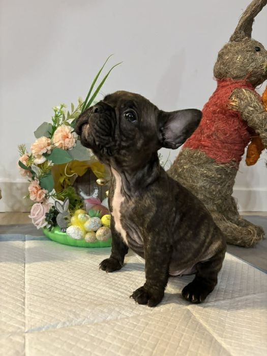 Buldog francuski suczka