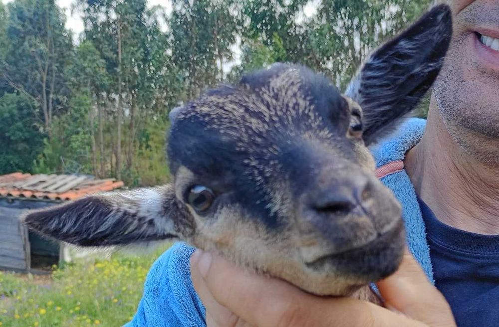 Cabras anãs meiguinhas e mansas