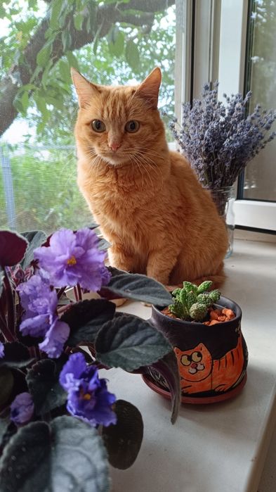 Руда кішечка Маша,стерилізована, шукає дім