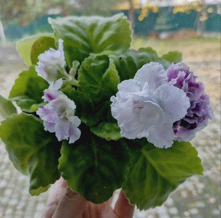 Фіалки. Хойя Карноза,  Хризантема. Иссоп лікарський.