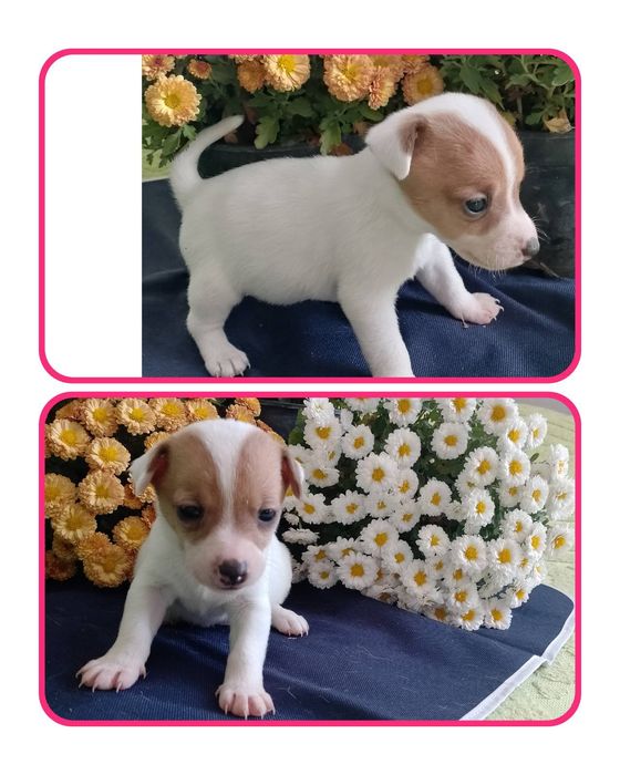 Джек расл цуцики