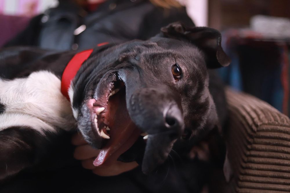 Poznajcie Maxima, to pogodny i aktywny samiec w typie bull, za darmo