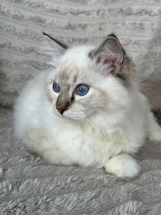 Kocurek Ragdoll seal mitted lynx