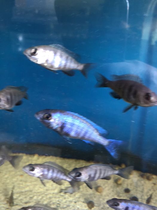 Placidochromis phenochilus Tanzania - Pyszczak Malawi