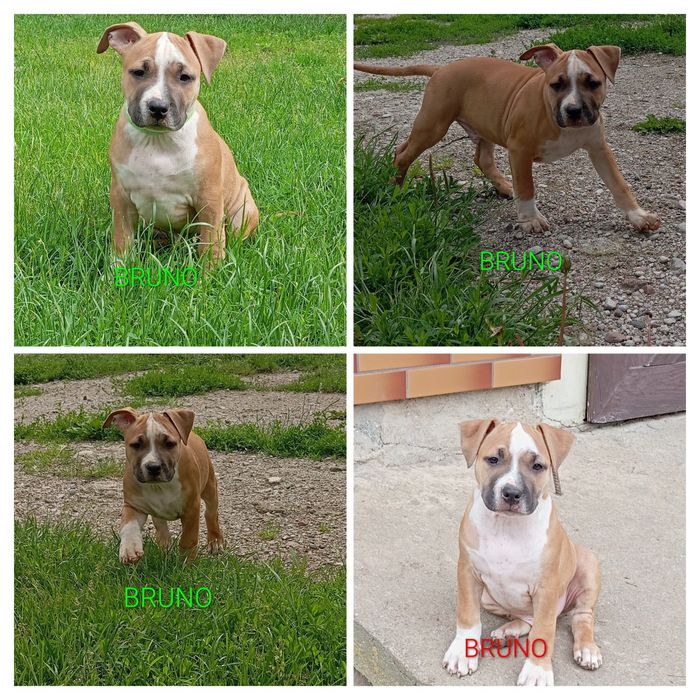 American Staffordshire Terrier