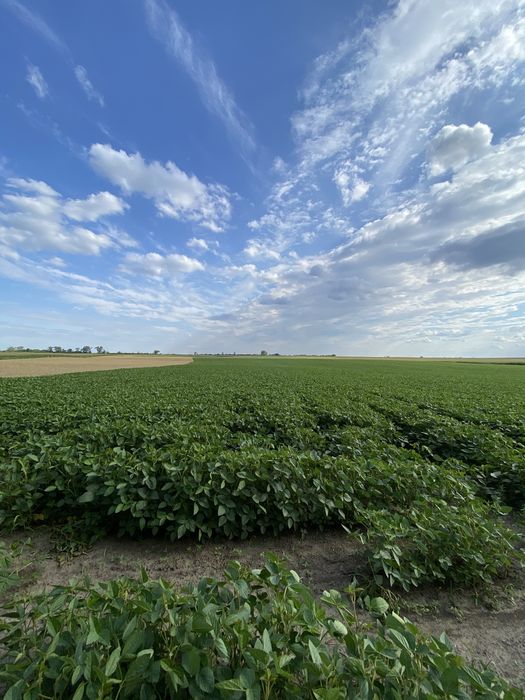 Продам земельну ділянку Обарів