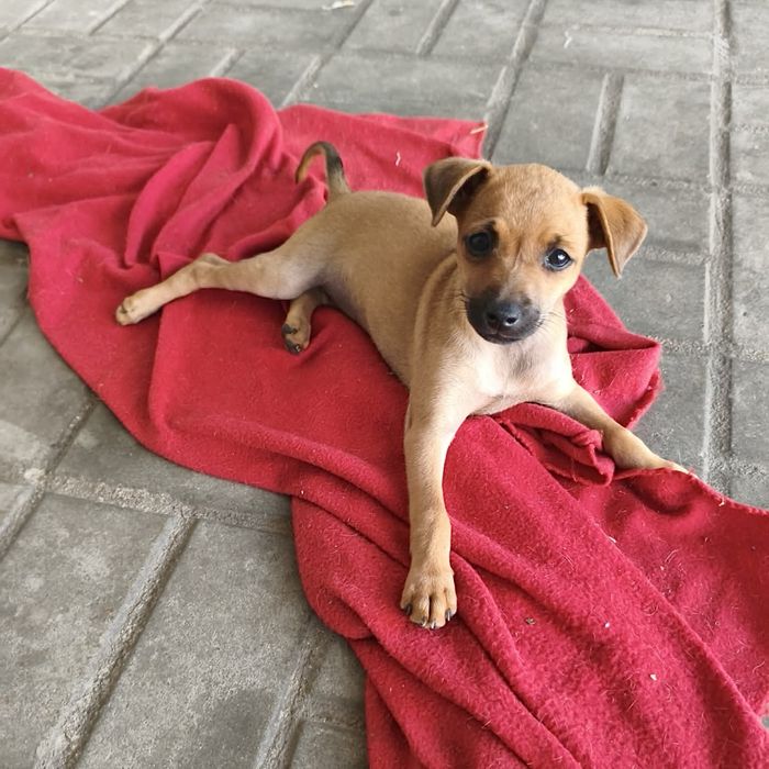 Pinscher - fêmea