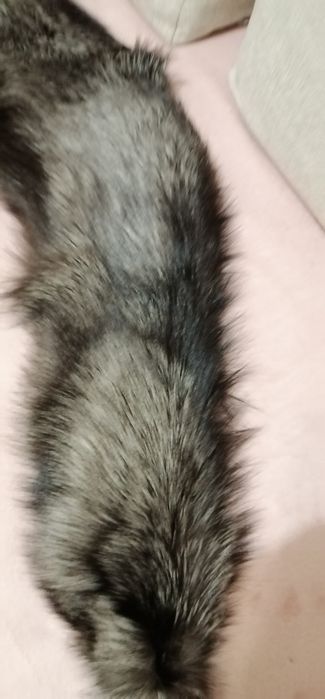 Piękny kołnierz z lisa srebrnego z ogonami