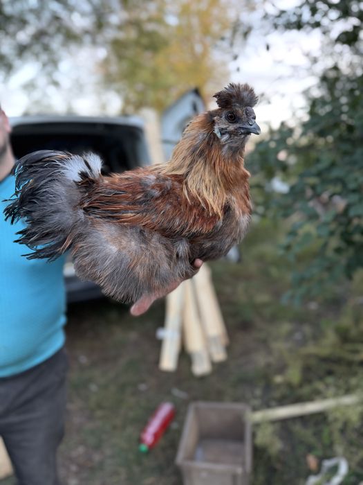 Китайська шовкова пухова.Півник