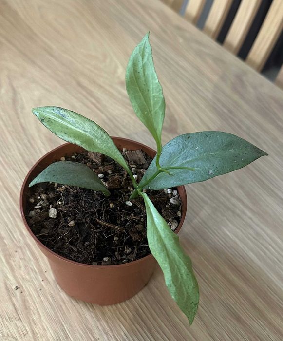 Hoya Nicholsoniae New Guinea Ghost ze zdjęcia, młode listki