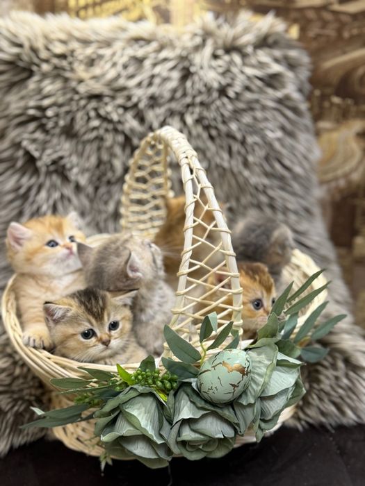 Шотландські кошенята