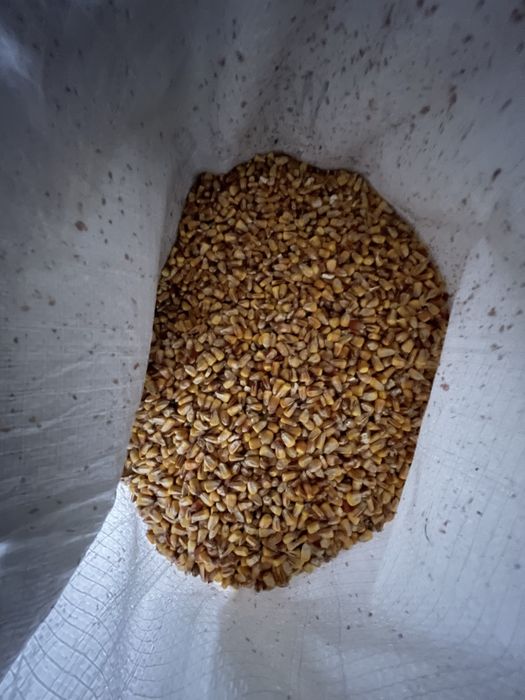 Продам кукурудзу