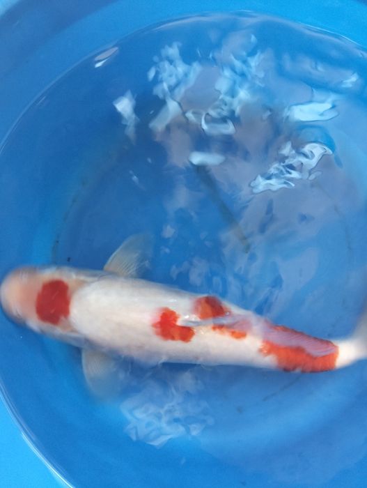 Carpa koi maruten kohaku 35 cm
