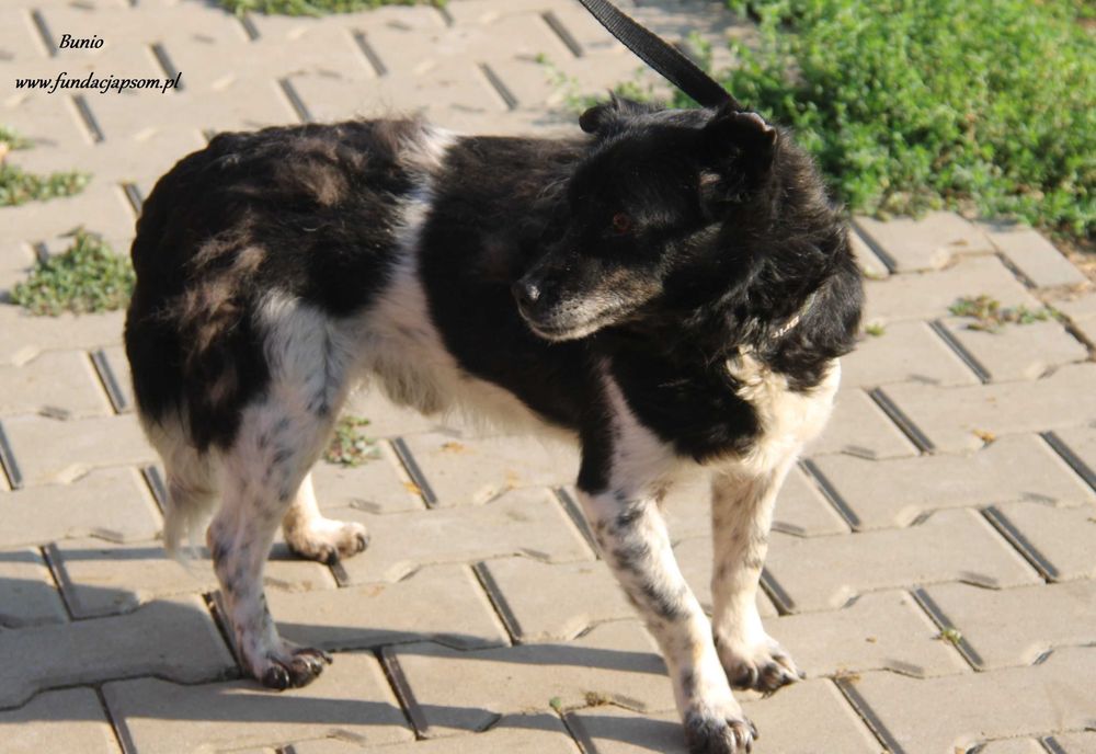 Bunio wspaniały senior