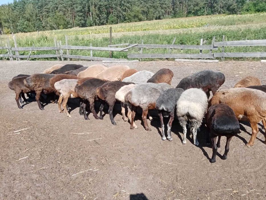 Продам молоді ягниці курдючної породи