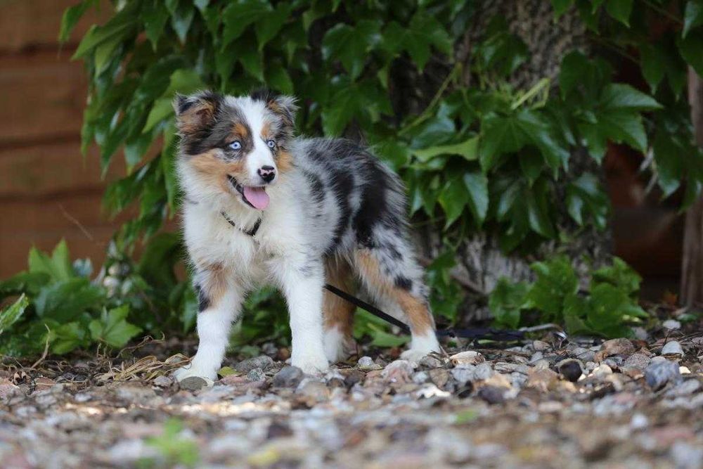 Border Collie szczeniak