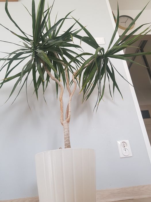 Kwiat Sansewieria gwinejska 4 szt. I dracena