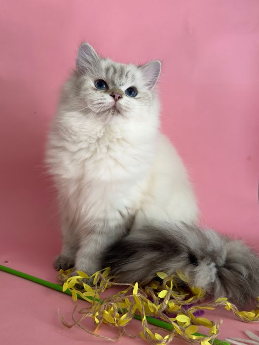 Британські кошенята