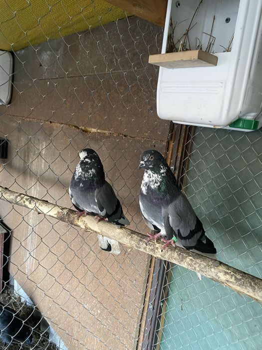 Продам голубиї кури