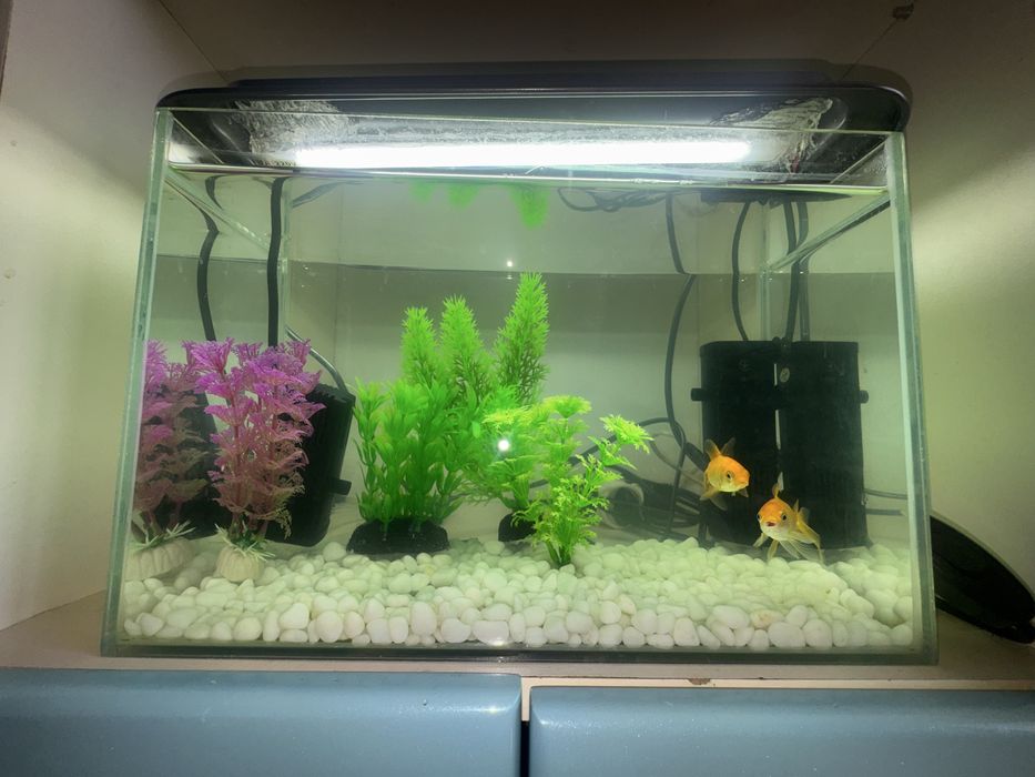 Акваріум доя рибок
