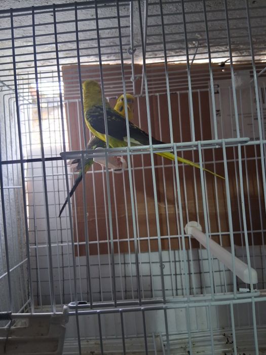 Casalinho de piriquitos asas negras