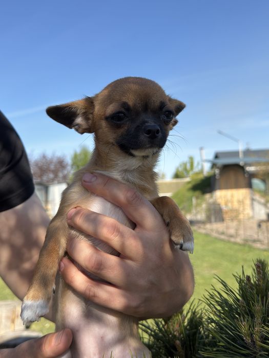Chihuahua krótkowłosa