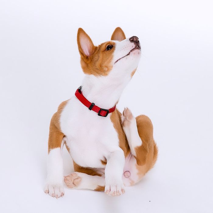 Щенок басенджи девочка 2024