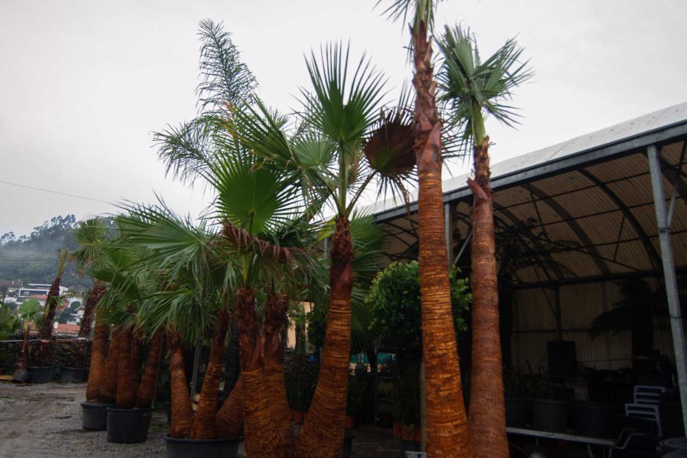 Palmeiras Grande Porte - Multitroncos - Todas as espécies