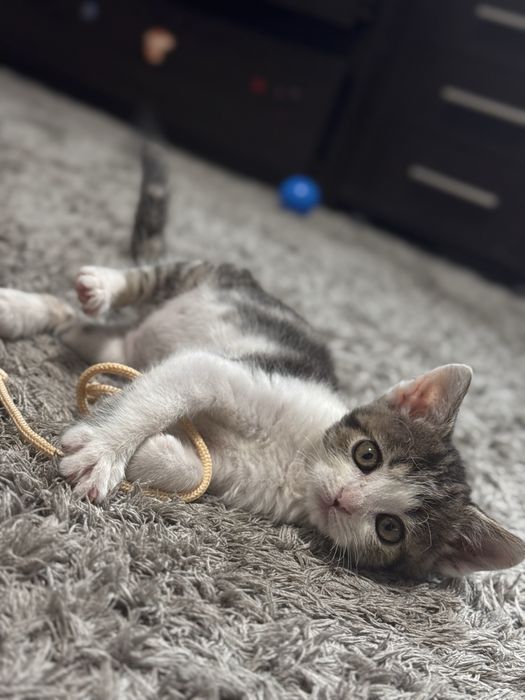 Кошенятко киця котеня