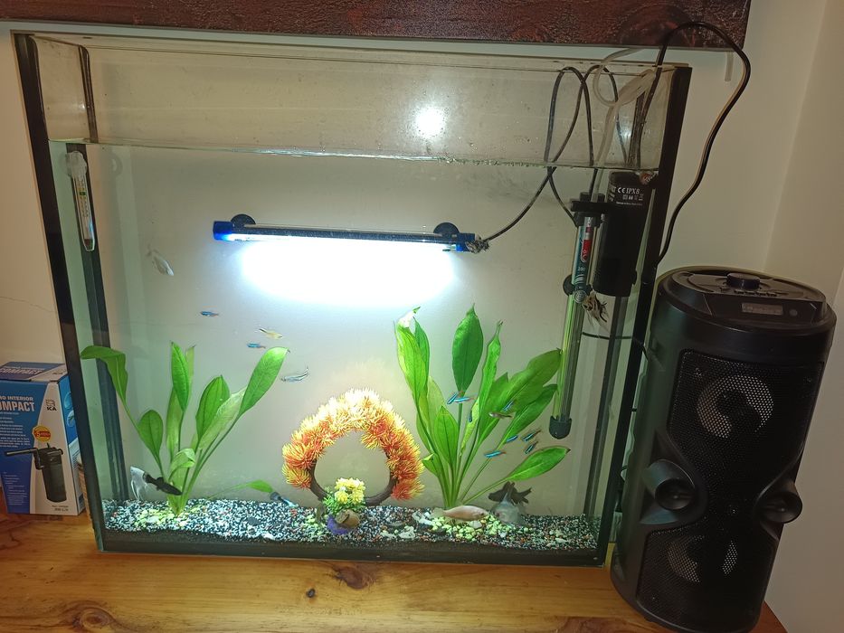 Aquario de peixe