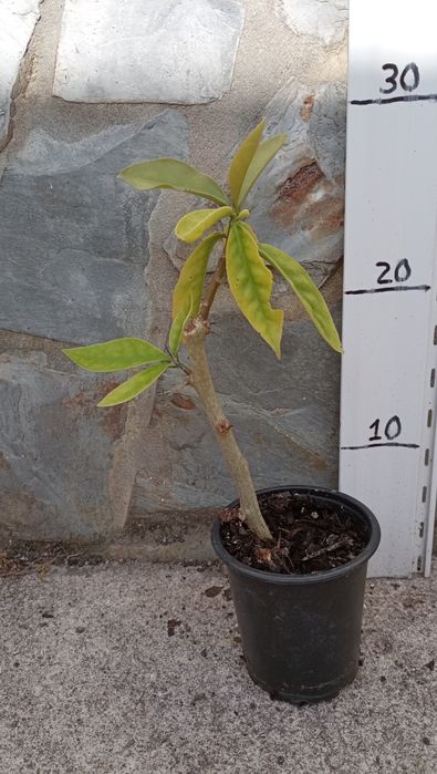 Muda de Ora Pró Nobis