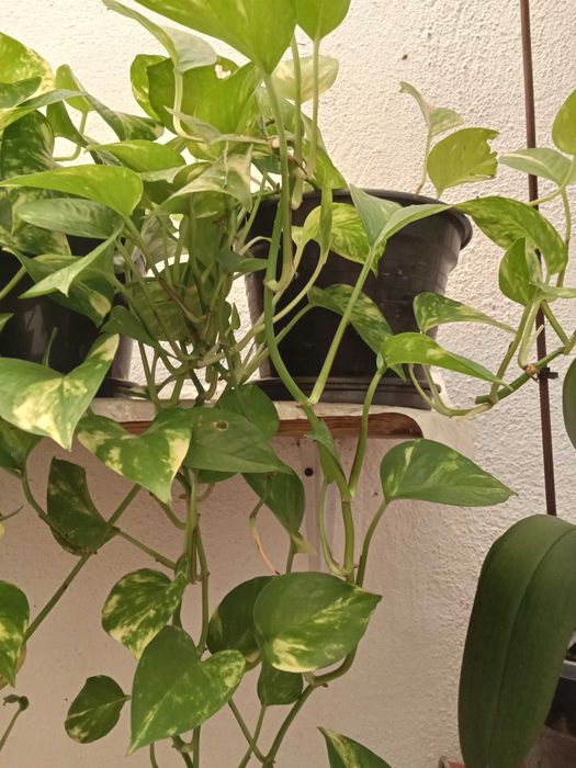Plantas Jiboia - interior
