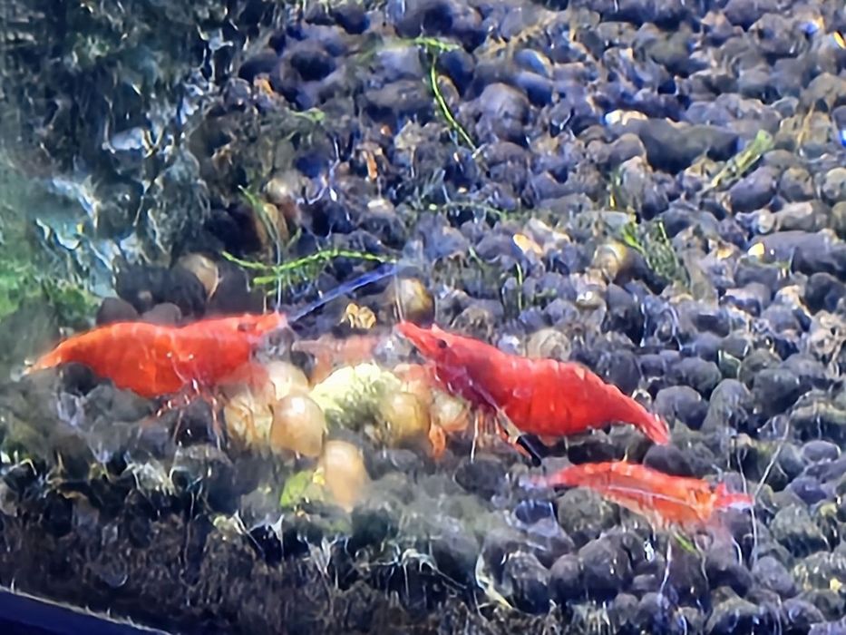 Camarões Red Cherry