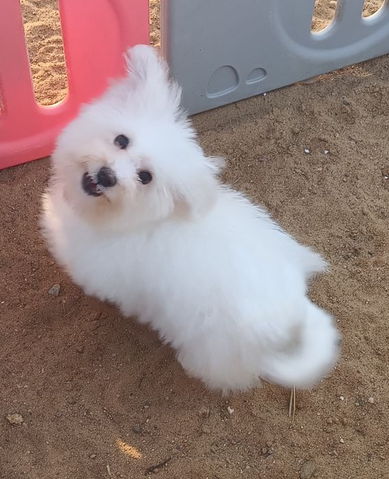 Bichon Frise Chłopiec