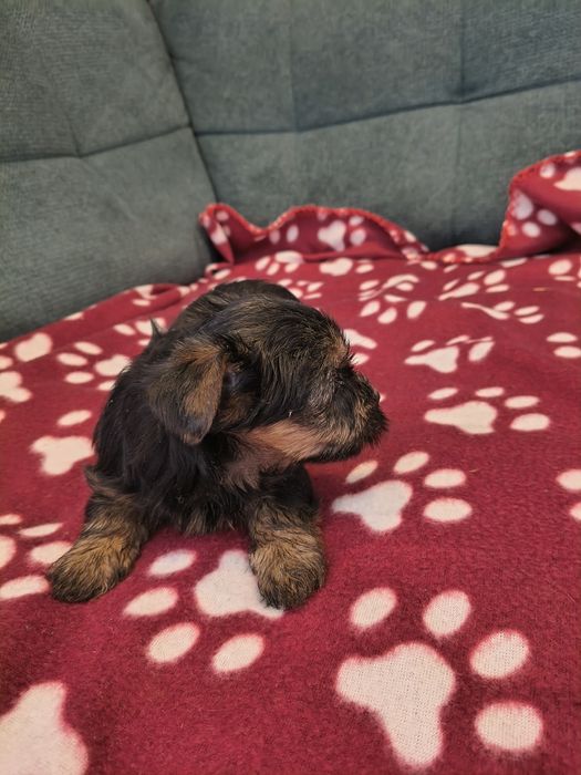 Yorkshire terrier sunia