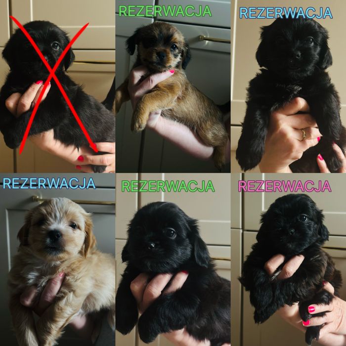 Szczeniaki shih-tzu mieszane z kundelkiem