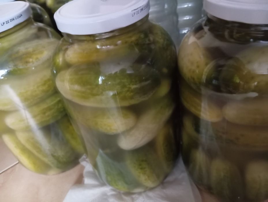Domowe ogórki kiszone ekologiczne 100%