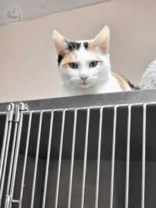 Deska - przyjazna koteczka czeka na domek