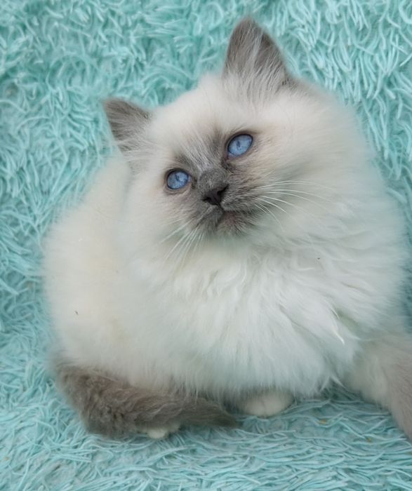 kotka rasy ragdoll