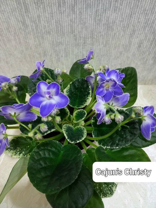 Фіалки трейлери і стандарти, сортові.