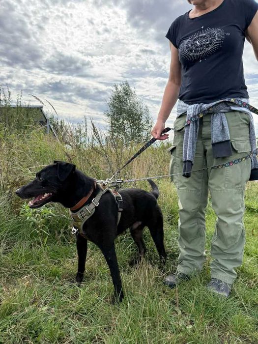 Wygląda jak mniejszy labrador - Mejlo czeka w schronisku