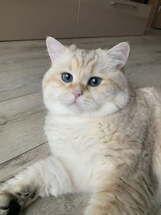 Шотландський котик вʼязка