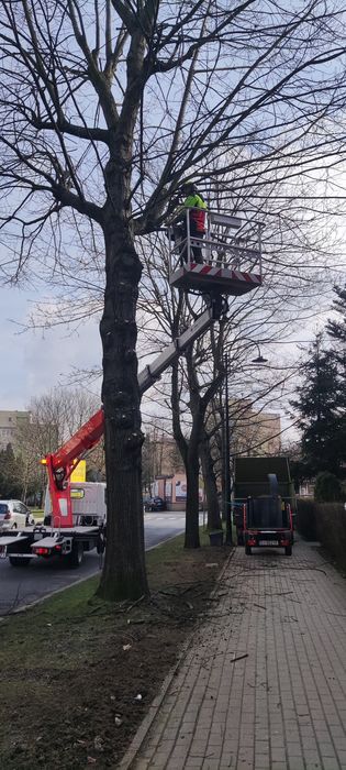 Wycinka Pielęgnacja drzew Arborystyka Zrębkowanie gałęzi. DN ARBO