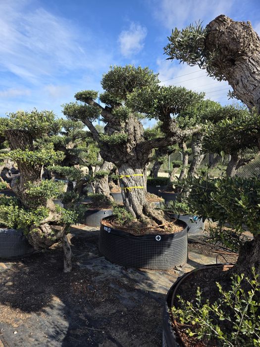 Oliveiras bonsai XL