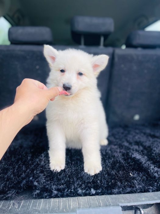 pastor branco suíço macho