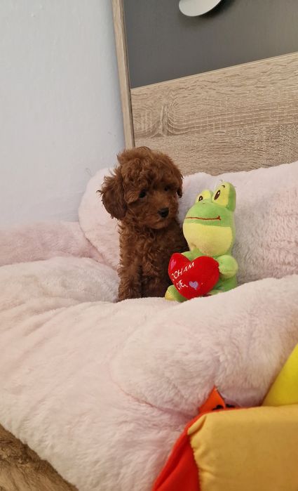 Pudel toy,  suczka,  red-brown